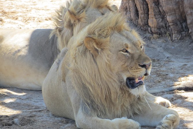 Chobe Safari Overnight Camping Trip - Why this Chobe overnight trip works