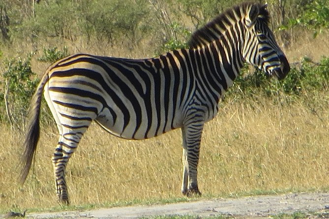 Chobe Safari Overnight Camping Trip - Lunch and the first taste of camp life