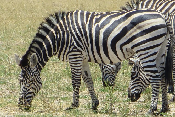 Chobe Safari Overnight Camping Trip - The 14:00 Chobe River cruise