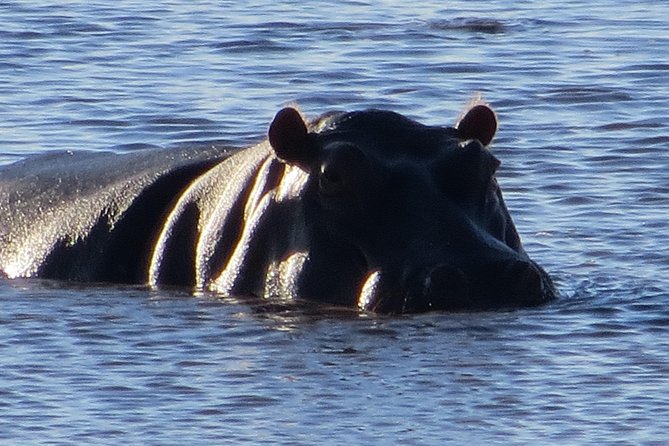 Chobe Safari Overnight Camping Trip - Dinner beneath the stars and a night in a tent
