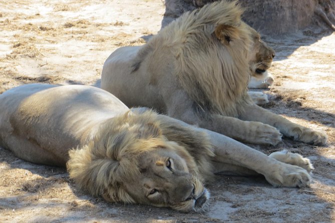 Chobe Safari Overnight Camping Trip - The 06:00 4x4 safari and bush breakfast