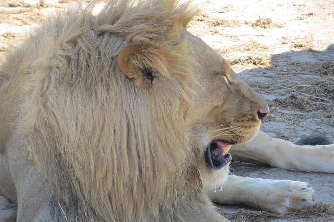Chobe Safari Overnight Camping Trip - What the $340 price really covers