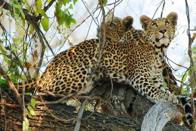 Chobe Sunrise upto Sunset Day trip from Victoria Falls 5AM - 7PM - Leaving Victoria Falls before sunrise