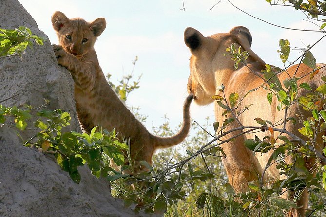 Exclusive full day Chobe game drive safari - Key points to know before booking