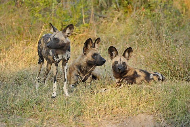 Exclusive full day Chobe game drive safari - Why this Chobe trip is worth considering