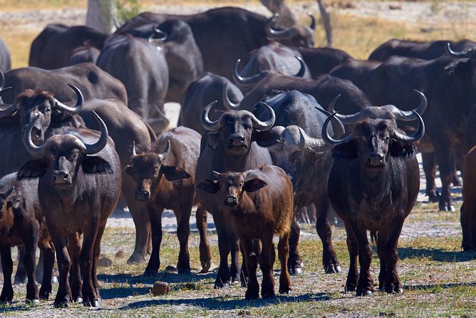 Exclusive full day Chobe game drive safari - Entering Chobe National Park in Botswana