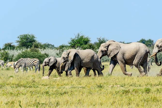 Exclusive full day Chobe game drive safari - The Chobe Riverfront and its animal traffic