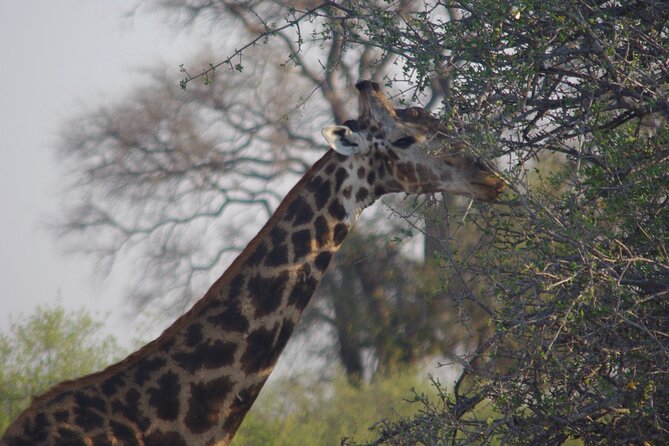 Exclusive full day Chobe game drive safari - What the full game-drive day feels like