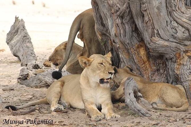 Exclusive full day Chobe game drive safari - The biggest benefits of booking with Cultural Vibes Travel and Tours