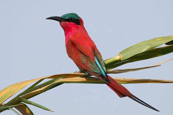 Exclusive full day Chobe game drive safari - Who will enjoy this safari most?