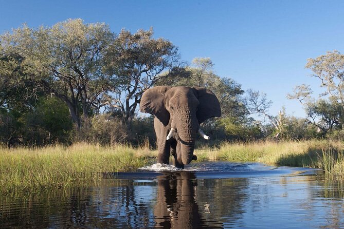 Explore Chobe National Park With a Day Trip from Victoria Falls - What animals might you see?