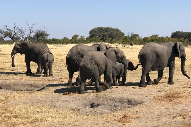 Five-Day Hwange NP, Chobe NP and Victoria Falls Combo - Why this five-day route works