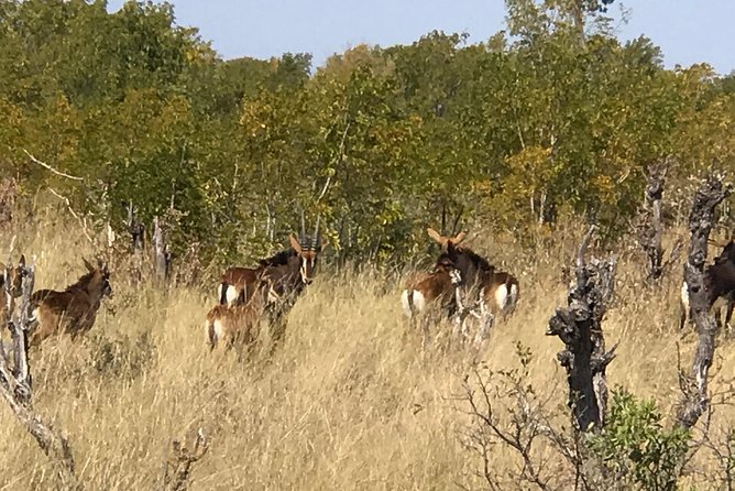Five-Day Hwange NP, Chobe NP and Victoria Falls Combo - The value of private transport and named guides