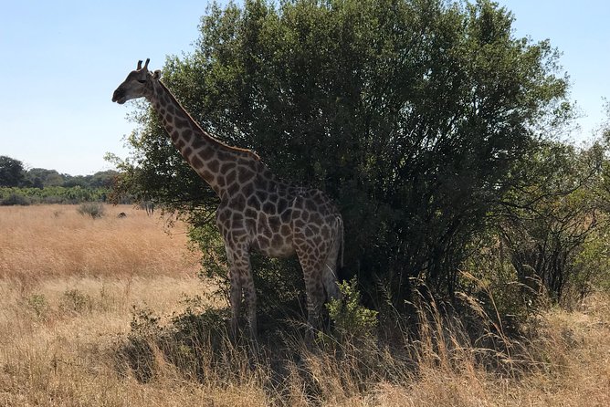 Five-Day Hwange NP, Chobe NP and Victoria Falls Combo - Meals, accommodation, and what you still need to plan