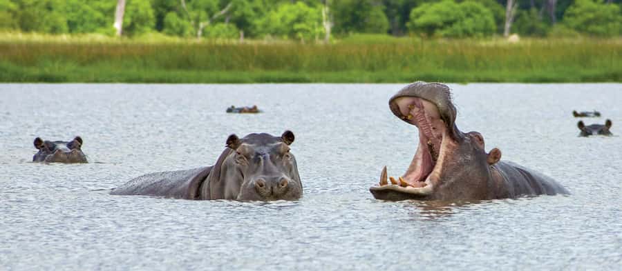 From Kasane: Chobe National Park Full Day Wildlife Safari - The Quadripoint and the Kazungula Bridge