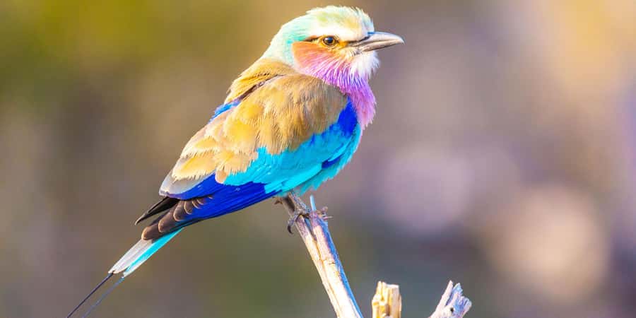 From Victoria Falls: Chobe Half Day Game Drive - Key Points Before You Book