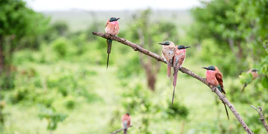 From Victoria Falls: Chobe Half Day Game Drive - Why Chobe Works as a Victoria Falls Side Trip