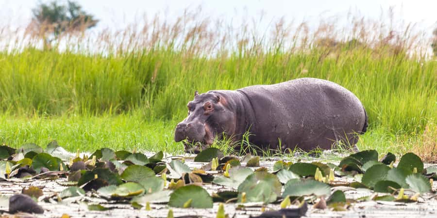 From Victoria Falls: Chobe Half Day Game Drive - Crossing Toward Botswana and Chobe National Park