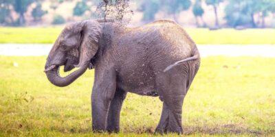 Chobe Half Day Game Drive
