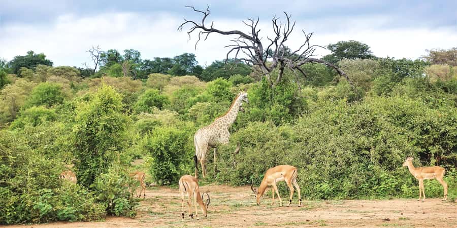 From Victoria Falls: Chobe Half Day Game Drive - What the Guides and Drivers Add