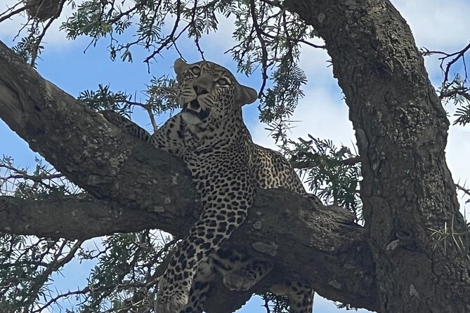 From Victoria Falls: Chobe National Park Small Group Tour - Key points at a glance