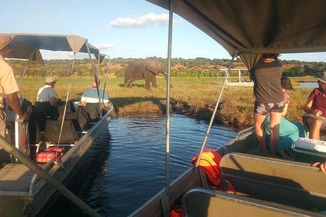 From Victoria Falls: Chobe National Park Small Group Tour - The afternoon open-air game drive