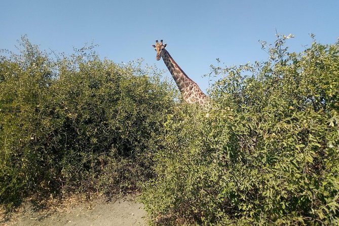 From Victoria Falls: Chobe National Park Small Group Tour - How good is the value at $200?