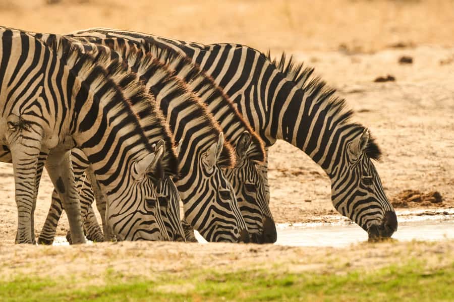 From Victoria Falls: Chobe National Park Small Group Tour - Final verdict: a worthwhile Chobe sampler