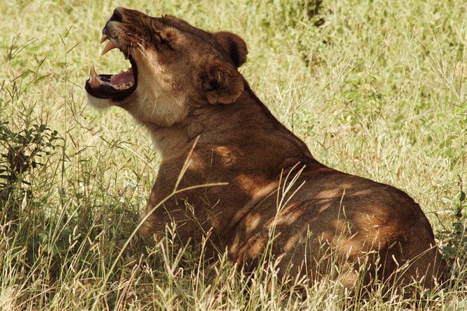 From Victoria Falls: Chobe National Park Small Group Tour - The 7:30 AM pickup and the trip into Botswana