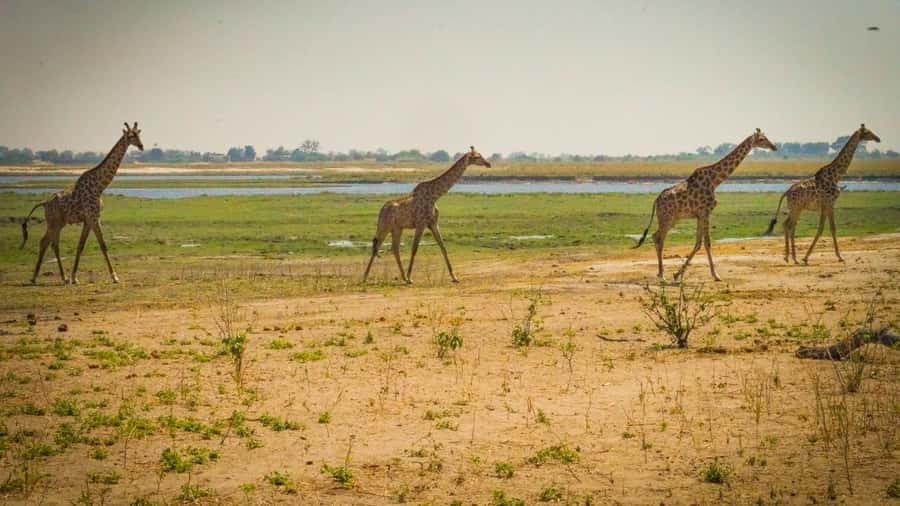 From Victoria Falls: Full Chobe Day trip to Chobe, Botswana - Key details that matter before you book