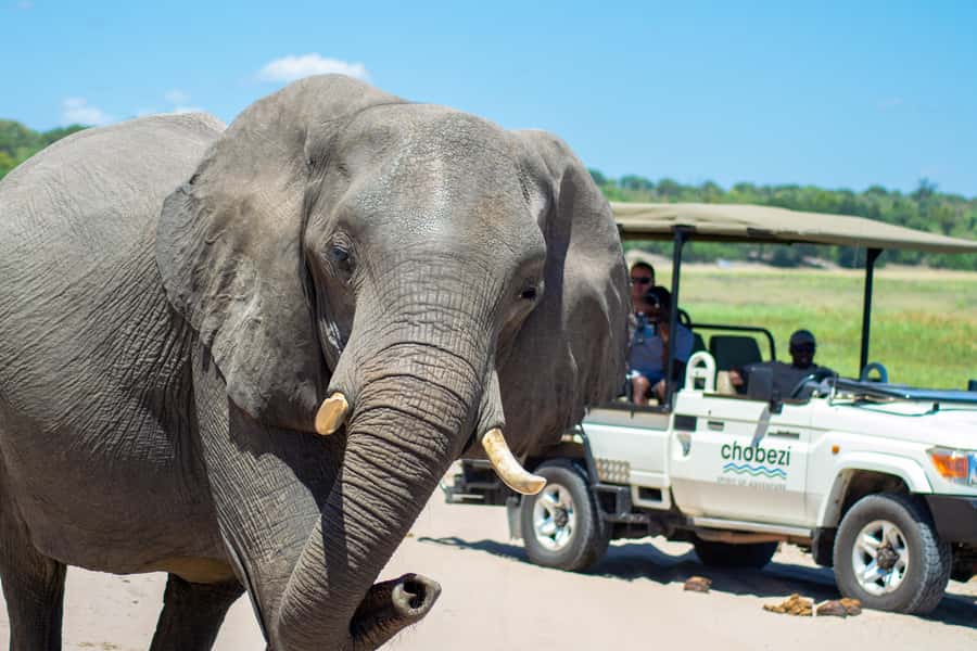 From Victoria Falls: Full Chobe Day trip to Chobe, Botswana - Three hours on the Chobe River
