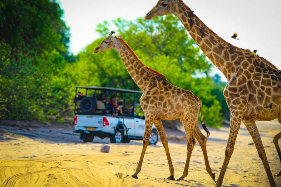 From Victoria Falls: Full Chobe Day trip to Chobe, Botswana - What the $229 price really covers