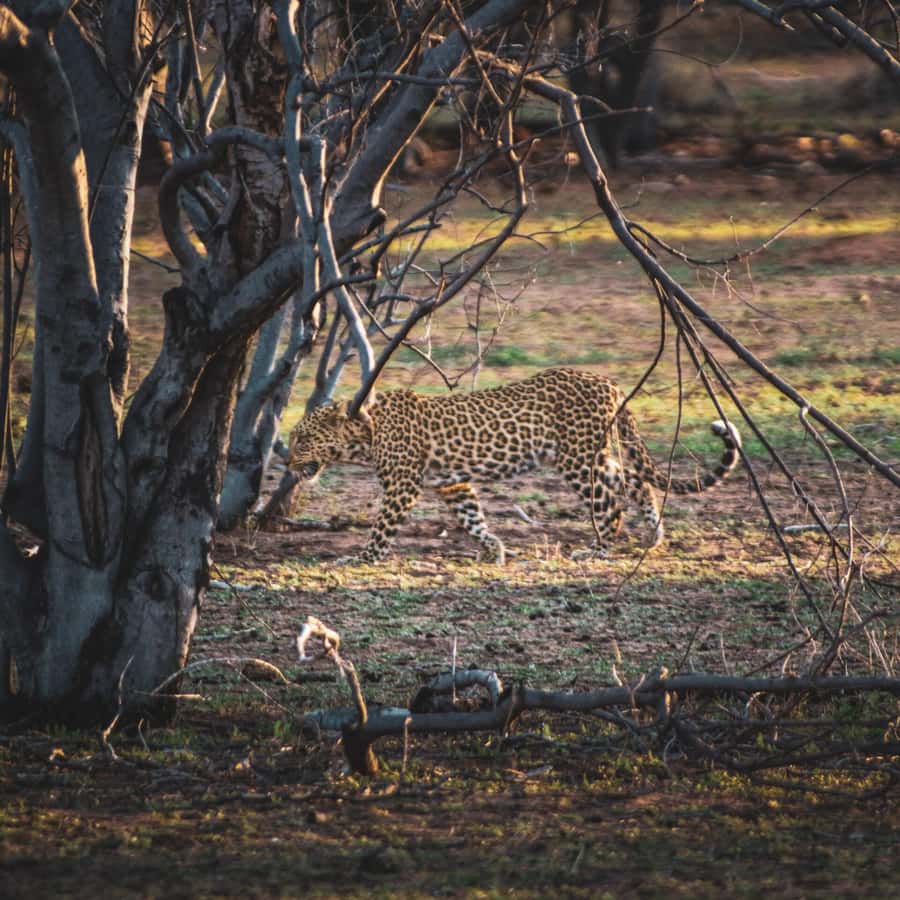 From Victoria Falls: Full Chobe Day trip to Chobe, Botswana - Clothing, camera gear, and border documents
