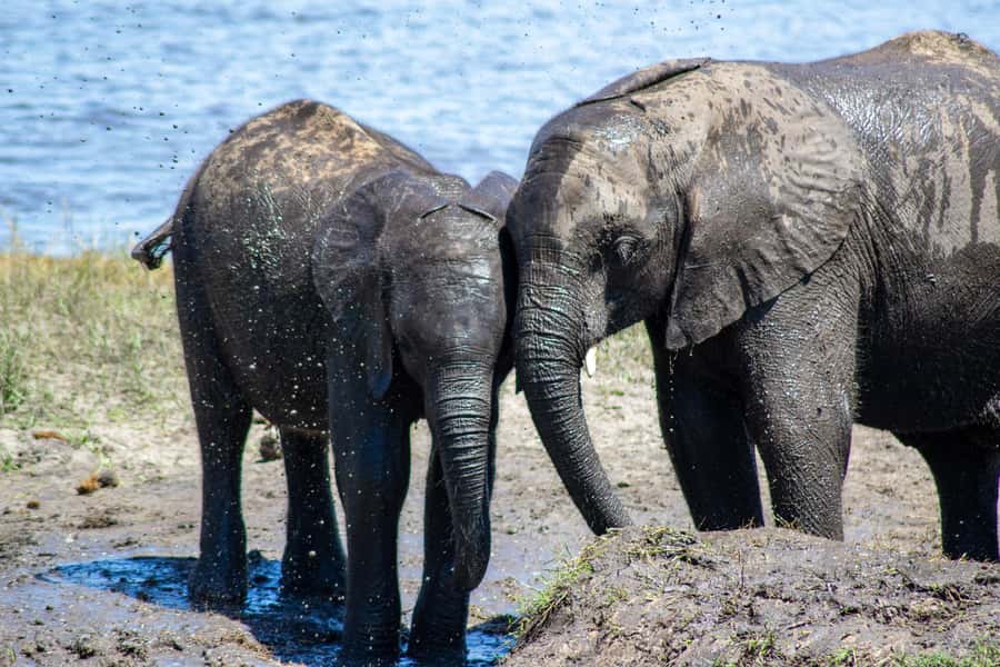 From Victoria Falls: Full Chobe Day trip to Chobe, Botswana - How the organization affects the experience