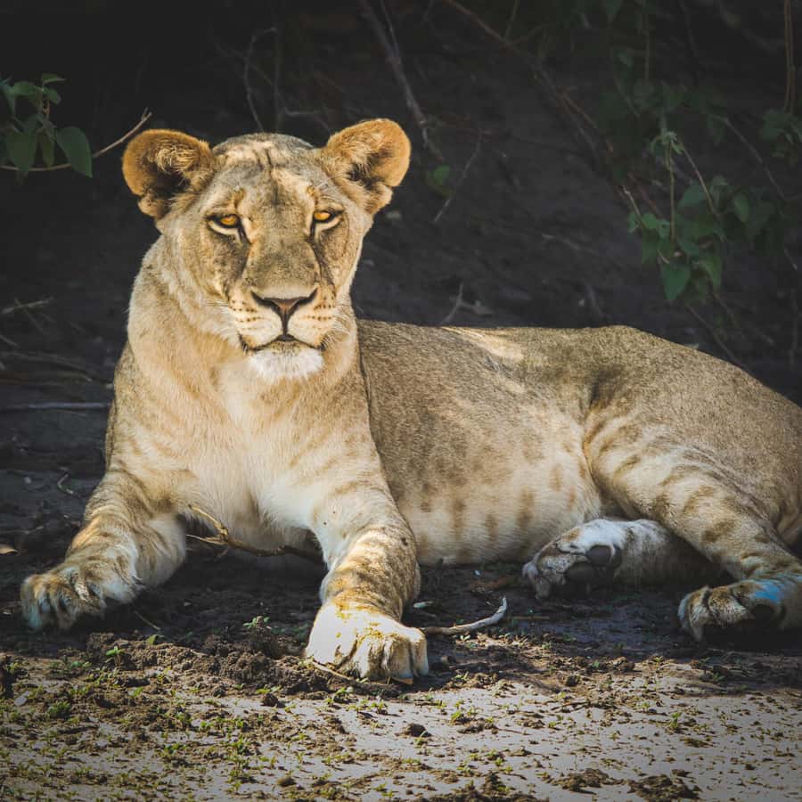 From Victoria Falls: Full Chobe Day trip to Chobe, Botswana - Who should book this Chobe day trip?