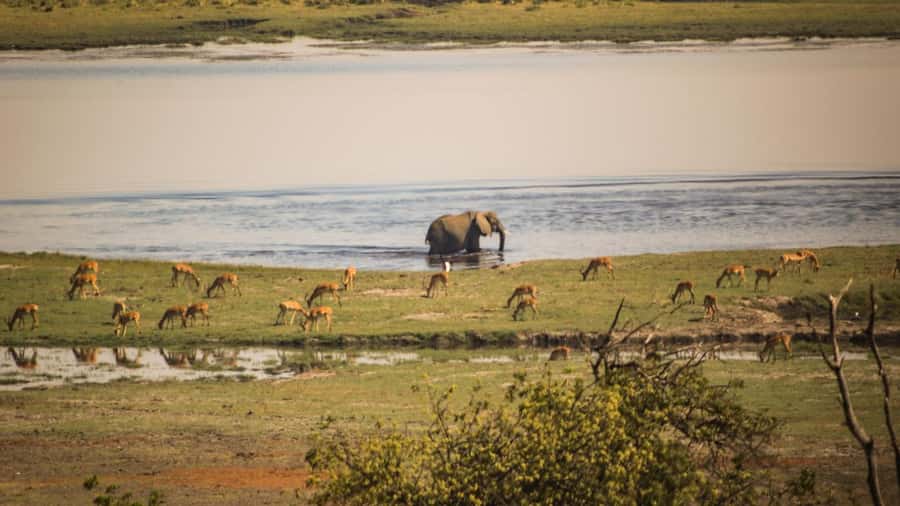 From Victoria Falls: Full Chobe Day trip to Chobe, Botswana - The Victoria Falls pickup and one-hour drive