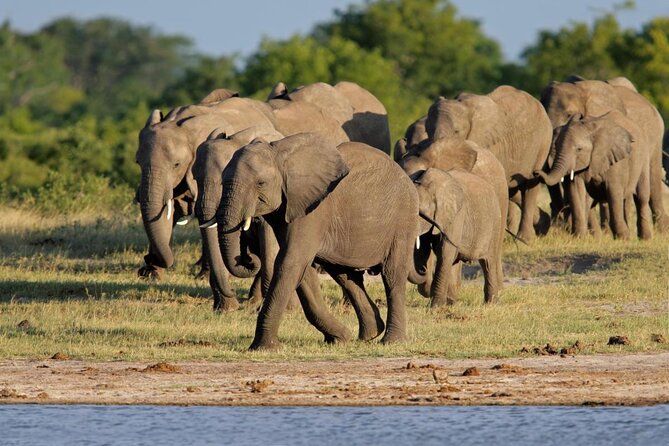 From Victoria Falls: Hwange National Park Day Safari - Key points to know before booking