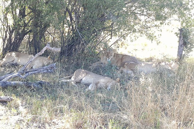 From Victoria Falls: Hwange National Park Day Safari - Why Hwange makes a worthwhile day trip from Victoria Falls