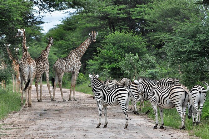 From Victoria Falls: Hwange National Park Day Safari - Two game drives, two ways to look for wildlife