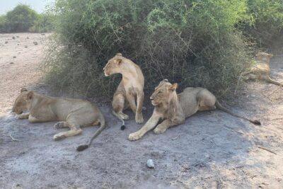 Hwange National Park Day Safari