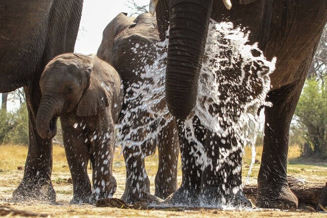From Victoria Falls: Hwange National Park Day Safari - Lunch at the waterholes