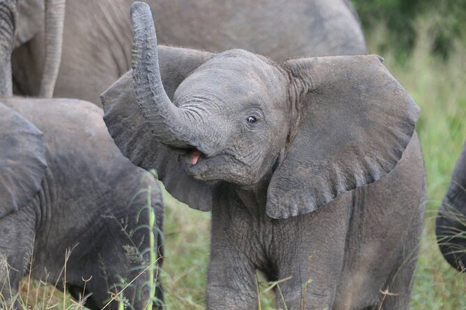 From Victoria Falls: Hwange National Park Day Safari - The guide can make or break the day
