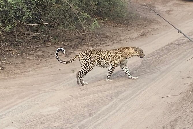 From Victoria Falls: Hwange National Park Day Safari - Is the $350 price good value?