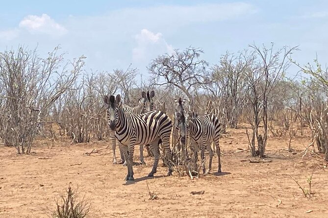 From Victoria Falls: Hwange National Park Day Safari - Who should book this safari?