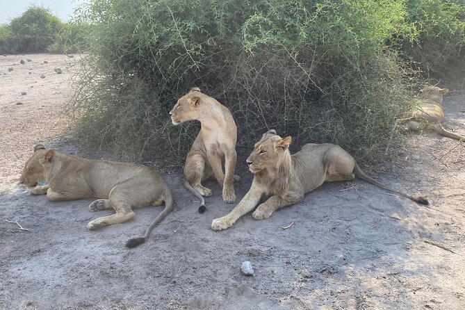 From Victoria Falls: Hwange National Park Day Safari - Leaving Victoria Falls at 5:00 am