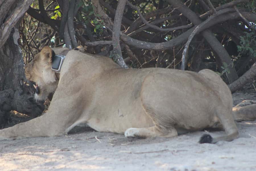 From Victoria Falls: Sunrise to Sunset Chobe Safari - Key points to know before booking