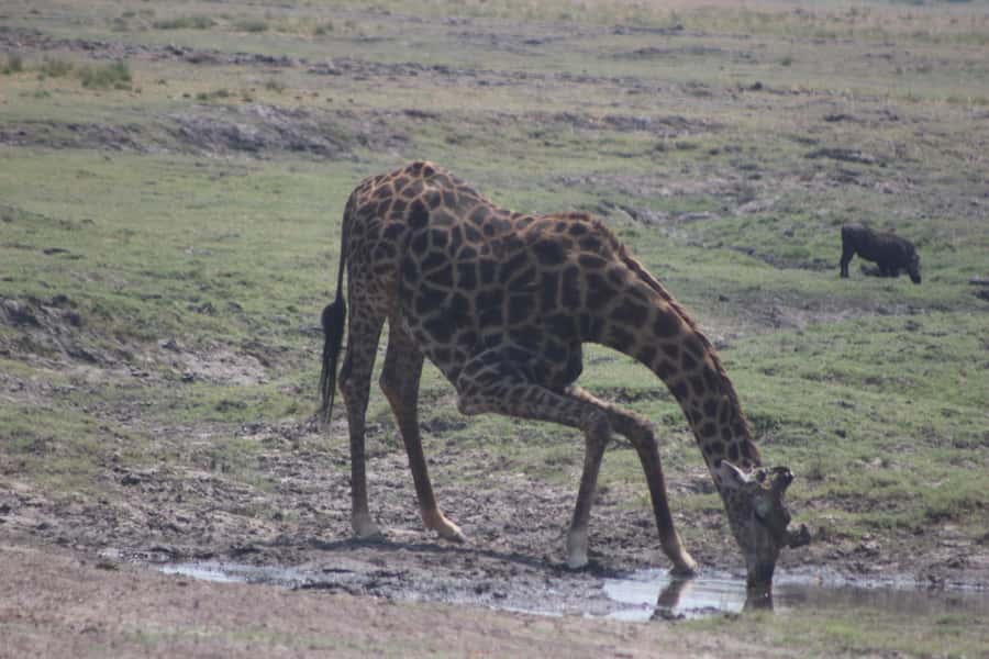 From Victoria Falls: Sunrise to Sunset Chobe Safari - Why Chobe makes a worthwhile day trip from Victoria Falls