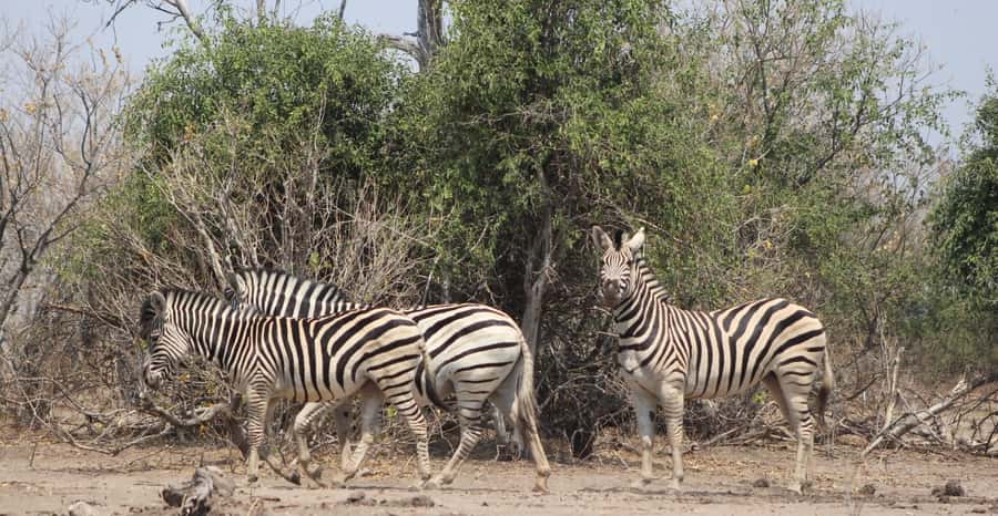 From Victoria Falls: Sunrise to Sunset Chobe Safari - Breakfast, lunch, and what the meals mean for the day