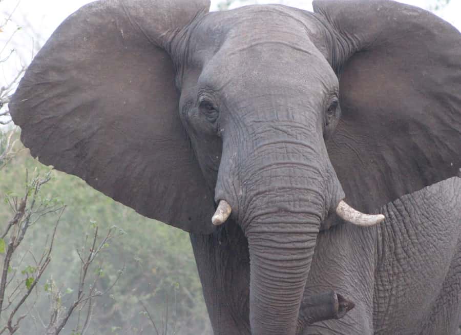 From Victoria Falls: Sunrise to Sunset Chobe Safari - Who will get the most from this Chobe safari