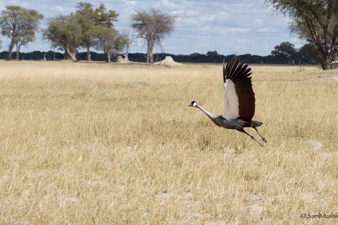 Full Day Birding Zambezi National Park Includes Picnic Lunch - Why an Early Start Matters Above Victoria Falls